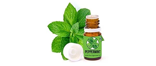 Aromazotika Peppermint Essential Oil | Best Tea Tree Oil